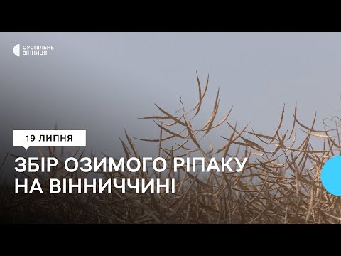 "Вродив краще, ніж торік": збір озимого ріпаку на Вінниччині