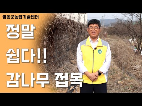 정말 쉽다 감나무 접목