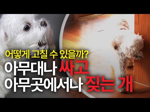 여기저기 싸고, 아무데서나 짖는 소형견 키우기 힘드시죠? 말티푸 누룽지 마킹훈련 짖음훈련 #소형견 #강아지훈련 #강아지마킹 #짖음교육 #짖음훈련