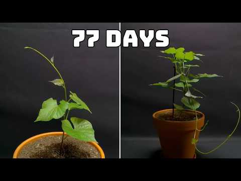 I Plant a Sweet Potato and Filmed it for 2 Month
