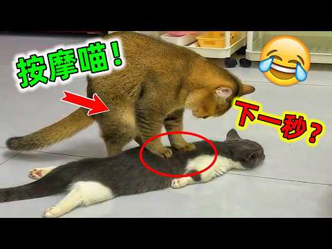 🐱These cats are practically human! They can talk, do naughty things, and even fight with their ow...