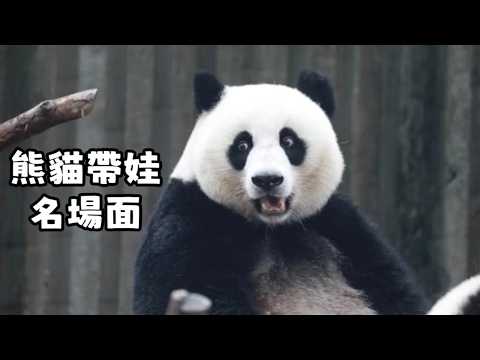 我不允許你們沒看過這些熊貓帶娃名場面～實在是太好笑了哈哈！