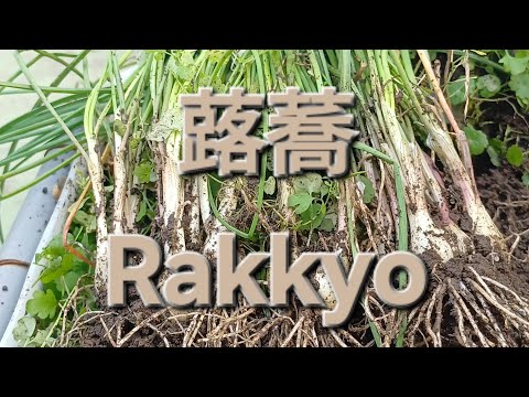 蕗蕎 Rakkyo