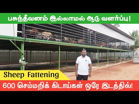 Raising 600 sheep in one place | Sheep Fattening 🐏