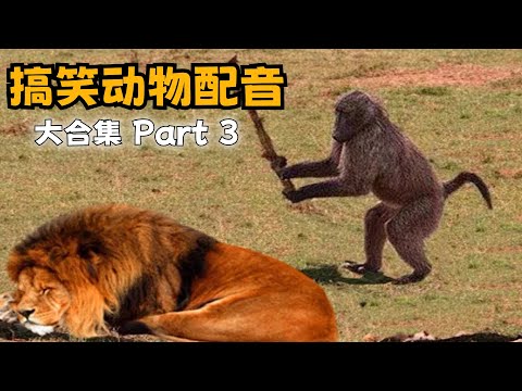 【搞笑动物配音】一次看过瘾100合集篇，专治不开心！