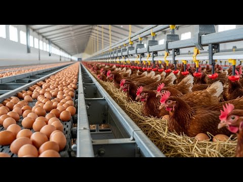 How chicken farms make millions of eggs | Inside Modern Chickens farm