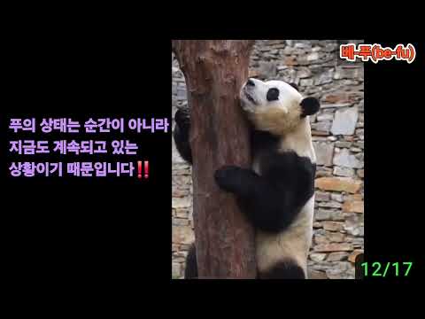 12/17 💢 죽순 하나를 받기까지..먹이를 향한 푸바오의 몸부림 😓#푸바오 #선수핑