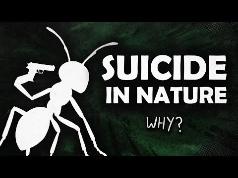 Evolution's Strangest Tactic | Tales From the Bottle