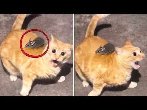 ANIMAIS MUITO DRAMÁTICOS QUE VÃO TE FAZER SORRIR