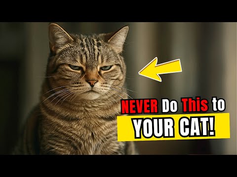 10 Things Your Cat Will Never Forgive!