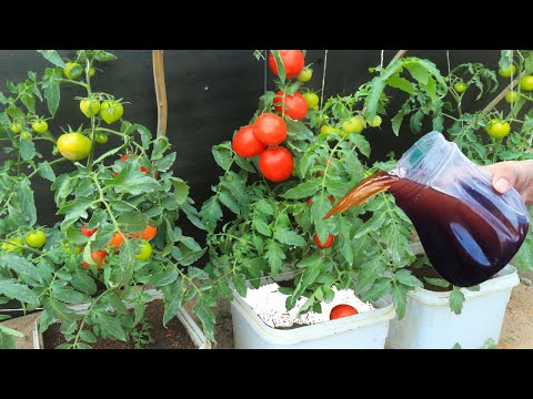 لا تضيع وقتك السماد الاقوى فى العالم وبديل الاسمدة الكميائية يجعل النباتات والخضروات تنمو بلا توقف