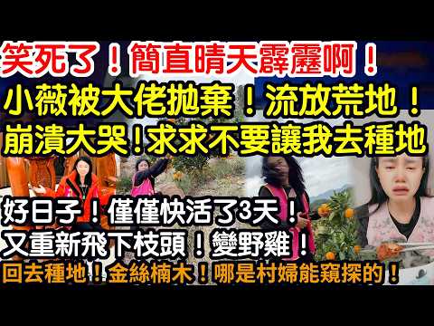 笑死了！簡直晴天霹靂！小薇被大佬拋棄！流放荒地！崩潰哭求！我不要回貴州大山！好日子！僅僅快活了3天！又重新飛下枝頭！變野雞！安心回去種地吧！金絲楠木！哪是村婦能窺探的！