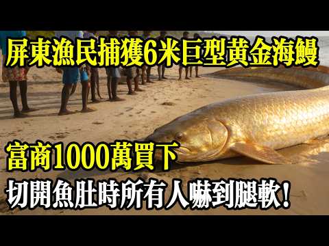 屏東漁民捕獲6米巨型黃金海鰻,海鮮樓老闆出價1000萬買下,切開魚肚時所有人嚇到腿軟!#民間故事 #時光故事匣