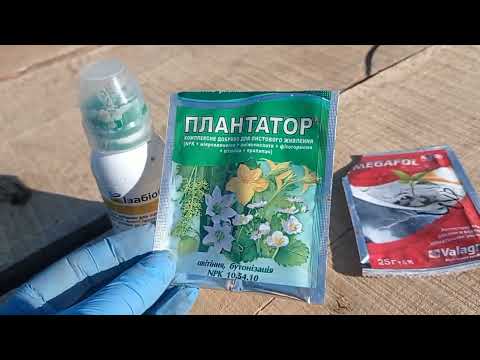 Наслідки заморозку, чи вдалося щось врятувати?! Кіровоградщина -4, 28 квітня