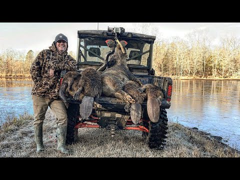 Trapped huge aggressive sow and giant beavers damming culverts