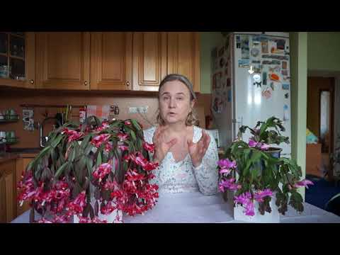 Пышное цветение Шлюмбергеры (Декабриста). Секреты ежегодного цветения Шлюмбергеры (Декабриста).