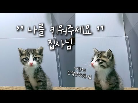집 마당에서 아깽이한테 간택 당한 초보집사의 길냥이 구조기