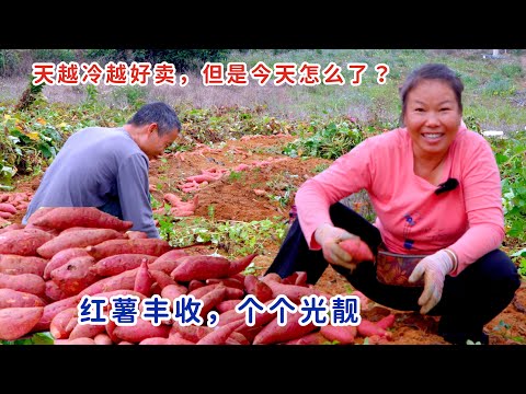 天然有机红薯大丰收，以为天冷好卖，但是今天怎么是这样呢？