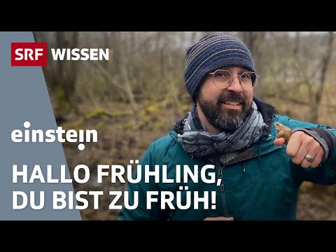 Frühlingserwachen: Passen sich unsere Tiere dem Klima an? | Einstein | SRF