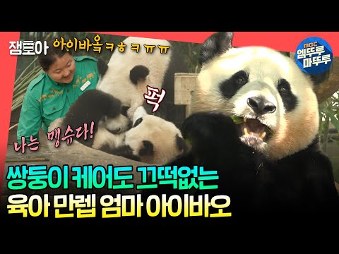 [#전참시] 누구보다 쌍둥이 육아 즐기는 중☺ (오해❌) 루이&후이 케어하고 자유 시간도 즐기는 아이바오🥰ㅣ#아이바오 #오승희 MBC240706방송