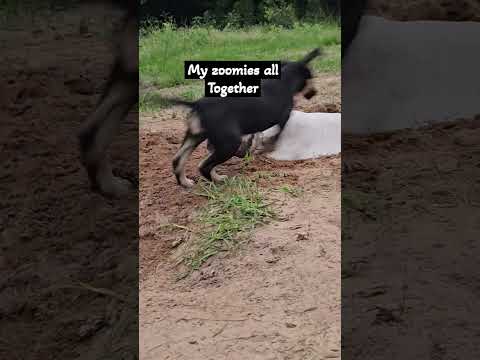 Zoom zoom epic puppy zoomies. #hound #shepherd #puppies
