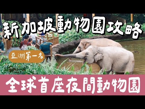 新加坡自由行EP2🇸🇬亞洲第一的新加坡動物園＋全球首座新加坡夜間動物園攻略、交通❗️(新加坡旅遊/新加坡旅行/新加坡美食/新加坡景點/Singapore Zoo/Night Safari)2A夫妻