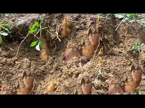 阿峰进山挖笋，一个小裂缝下面竟然隐藏着大笋窝，满满的大笋要发财了！【乡野阿峰】