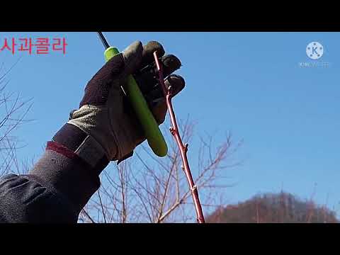 [복숭아재배] 다주지 재배법ㆍ 주지 8개 /1년~3년차 관리