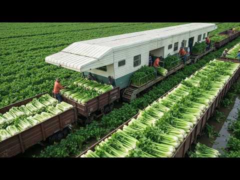 Massive Harvest in Action — Millions of Tons of Crops Collected by Modern Agriculture Machines