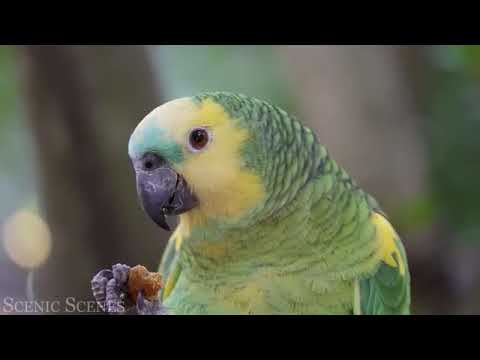 Many beautiful birds in the world