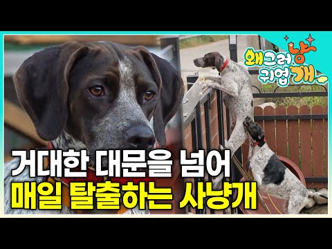 "This dog is now addicted to escaping." Despite the large yard, spacious house, and daily walks, ...