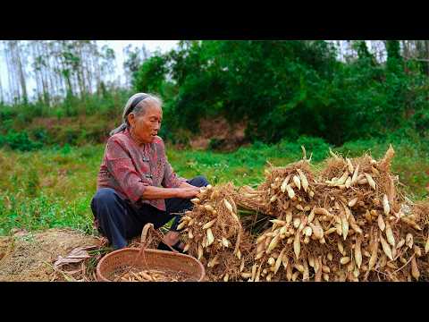 一種不常見的食材“竹薯”,教你3種做法,口感軟糯,吃的過癮 | A rare food ingredient: bamboo yam | Guangxi Grandma