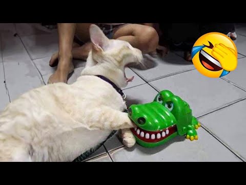 Funniest Cats and Dogs Videos 2025๐๐Try Not To Laugh๐ Part 14