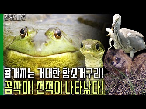 활개치는 거대한 황소개구리! 그러나 꼼짝마라! 천적이 나타났다!  [환경스페셜-황소개구리, 사라졌는가] / KBS 20060830 방송
