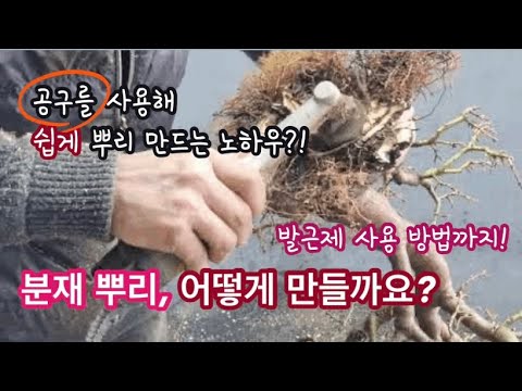 분재 뿌리는 어떻게 만드는가?/용토사용하는법!