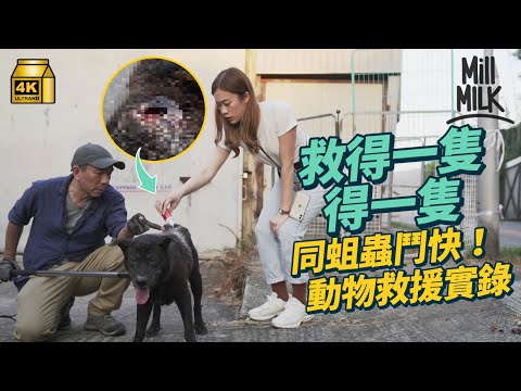 #MM｜直擊15小時動物救援實錄 烏蠅蟲侵蝕流浪狗身體 親睹帶往診所途中離世 義工堅持拯救7年 24小時待命日接4-6宗：「幫得一隻得一隻啦」｜#試一次 #4K
