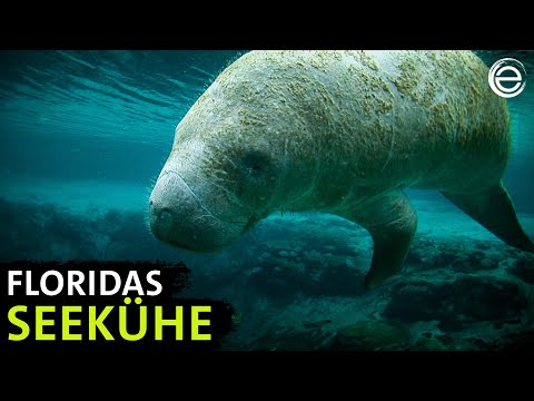 Manatis mögen's heiß | Erlebnis Erde