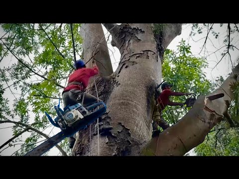 anh phương cưa cây Gòn rất lớn cho nhà từ thiện đống hồm # bang ủa cây