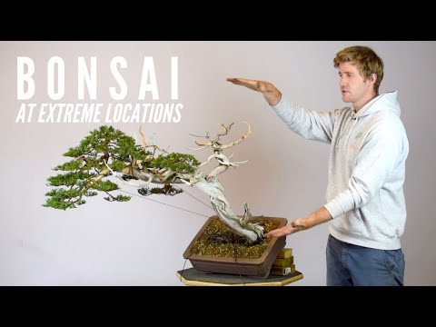 Bonsai at Extreme Locations | Bonsaikunst Hamburg Demo