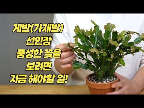 Christmas cactus What to do now to see abundant flowers - Home Gardening