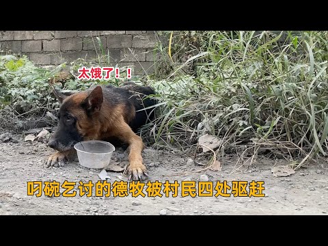 叼碗乞討的德牧,被村民驅趕餓的骨瘦如柴,看的心如刀絞