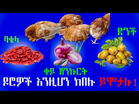 በቤት ውስጥ መኖ ስታዘገጁ እነዚህን አትጠቀሙ 