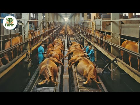 How American Farmers Earn $10 Billions From Horse Farms | Processing Factory