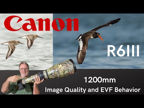 Canon R6 Mk. III at 1200mm: Image Quality and EVF Behavior for Birds in Flight