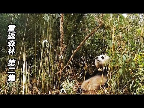 《重返森林》大熊猫野外生存记 EP02【CCTV纪录】