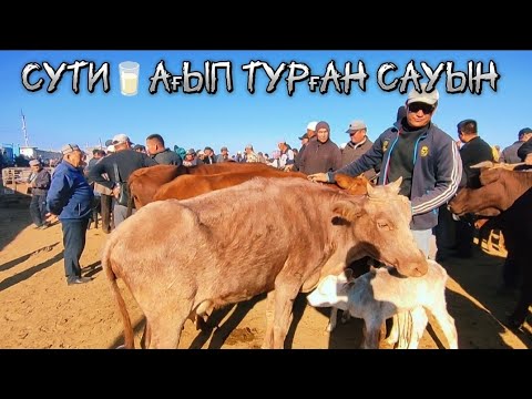 8-сентябр Шымбай мал базары, Ат базары, Кой ешки базары, бахалар тустиме көтерилдиме?