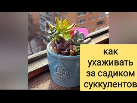 Как поливать суккуленты
