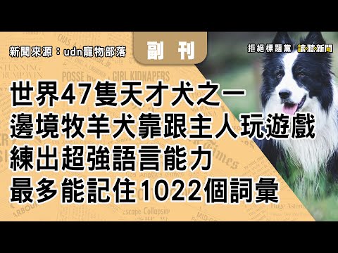 1210｜世界47隻天才犬之一！　邊境牧羊犬靠跟主人玩遊戲　練出超強語言能力｜副刊｜新聞來源：udn寵物部落｜2025