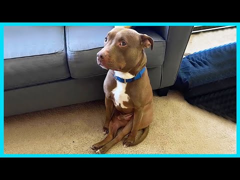 🐶 Some dogs were born to be comedians! 😂 Funny Animals 2025 Part 2