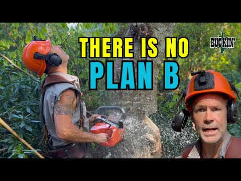 BAD TREE, I’m Committed! Why I did it. 